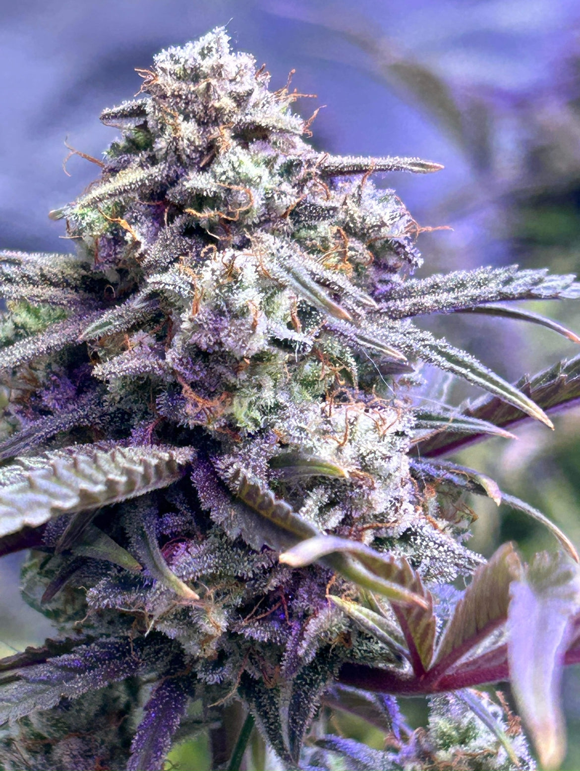 Vanilla Frosting (1pk)